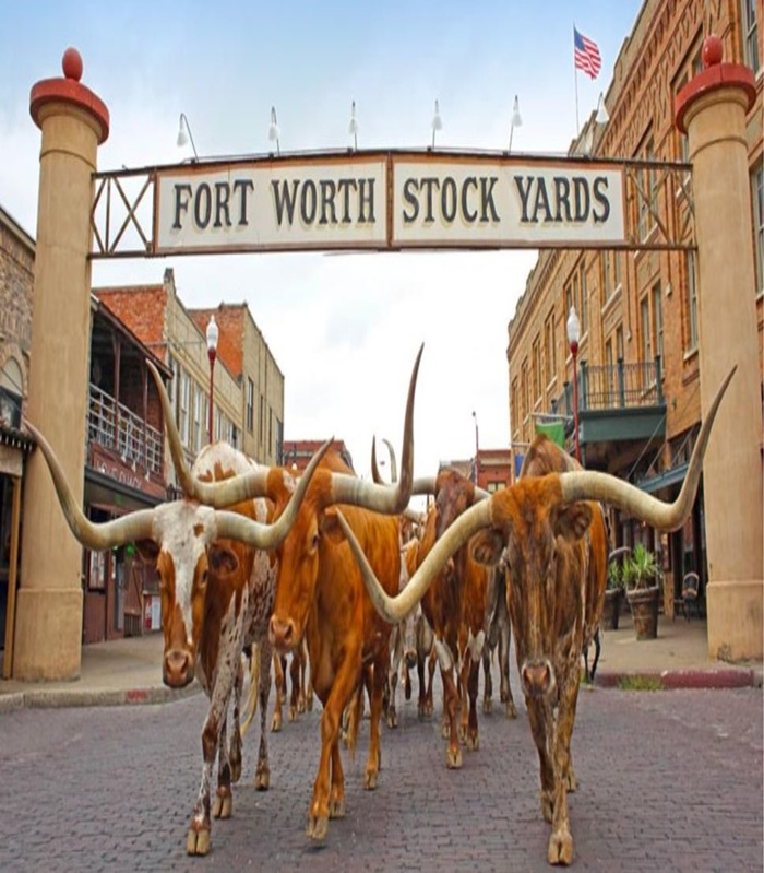 Image of three large Texas Longhorn cattle leading a herd through the Fort Worth Stockyards sign
